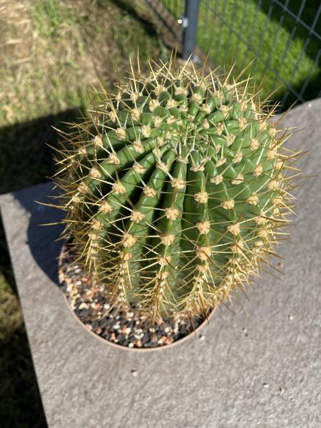Soehrensia bruchii
